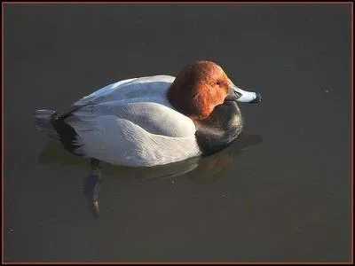 Quel est cet oiseau ?