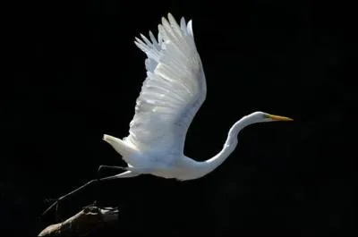 Quel est cet oiseau ?