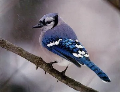 Quel est cet oiseau ?