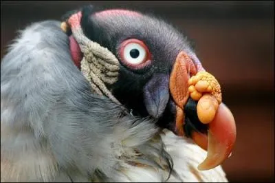 Quel est cet oiseau ?