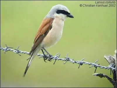 Quel est cet oiseau ?