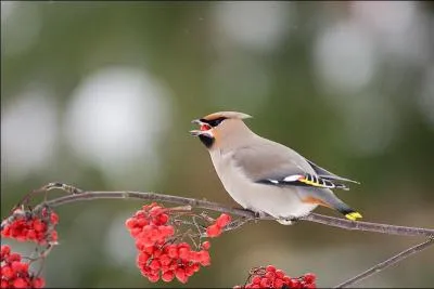 Quel est cet oiseau ?