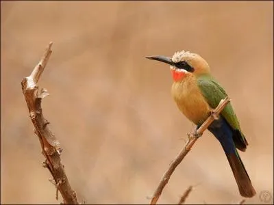 Quel est cet oiseau ?