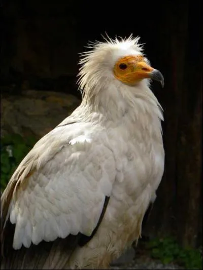 Quel est cet oiseau ?