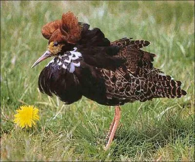 Quel est cet oiseau ?