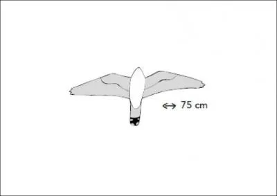 On me voit souvent battre des ailes rapidement et 'voleter' sur place. Qui suis-je ?