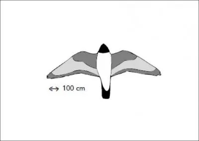On dit que je suis le plus rapide au monde et que je peux voyager sur de trs longues distances. Quel est mon nom ?