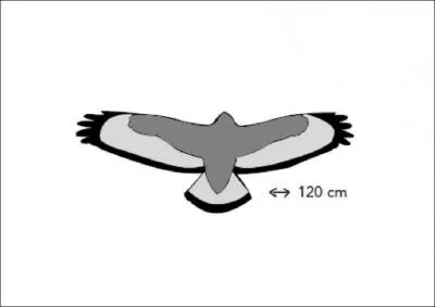 Je suis le rapace le plus commun en Europe et me nourrit surtout de micro mammifres. Qui suis-je ?