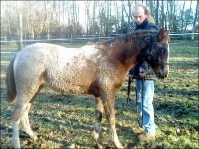 A cheval, quel cavalier a la priorit ?