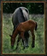 Comment s'appelle la robe  poils gris et crins noirs ?