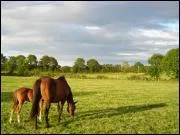 Pour monter  gauche du cheval que doit-on passer dans l'trier ?