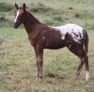 Quiz Galop 1