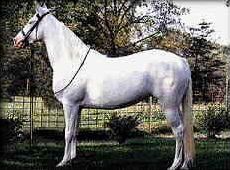 Quiz Galop 1
