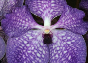 Quiz Les orchides