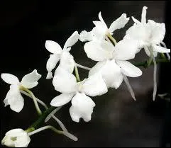 Comment s'appelle cette orchide ?