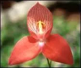 Et cette belle orchide ?