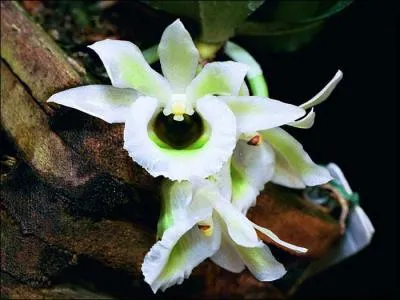 Et cette orchide blanche ?