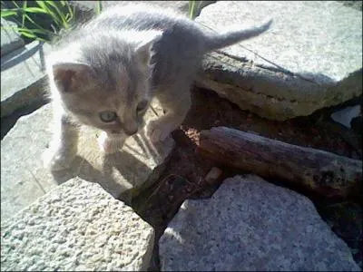 La gestation dure...