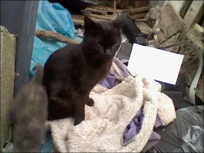 Que boit le chaton  sa naissance ?