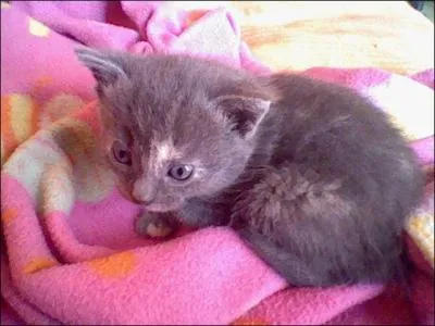 Au bout de combien de jours le chaton ouvre-t-il les yeux ?