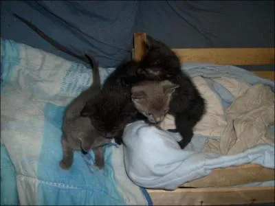 Que boit -il aprs tre sevr ?