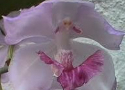 Quiz Les orchides(2)