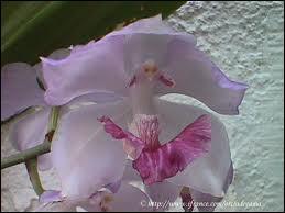 Comment s'appelle cette orchide ?