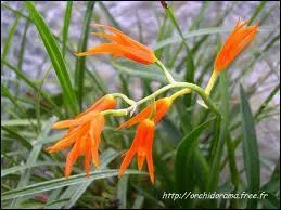 Cette fleur s'appelle :