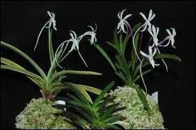 Celle-ci s'appelle :