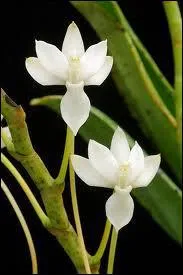 Celle-ci s'appelle :