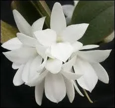 Cette orchide s'appelle :