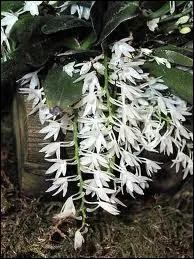 Cette orchide s'appelle :