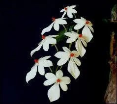 Et cette orchide s'appelle :