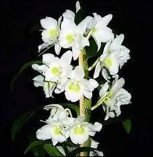 Et cette orchide Dendrobium :
