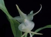 Quiz Les orchides (3)