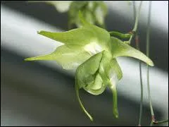 Celle ci-s'appelle :