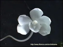 Cette jolie orchidée est une :