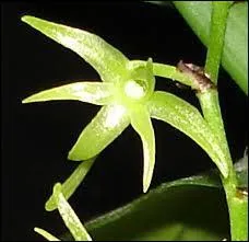 Cette orchidée s'appelle :