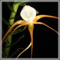 Comment s'appelle cette orchidée ?