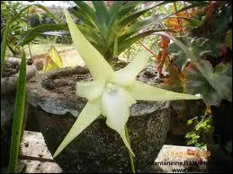 Celle-ci s'appelle :