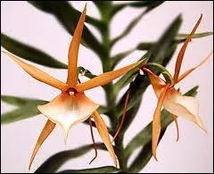 Cette orchidée s'appelle :