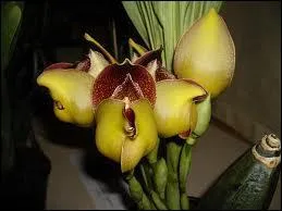 Cette fleur s'appelle :