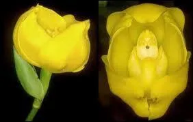 Celle-ci s'appelle :