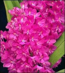 Cette orchide s'appelle :