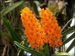 Et cette belle orchide :