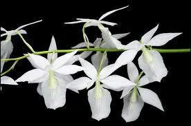 Cette orchide s'appelle :