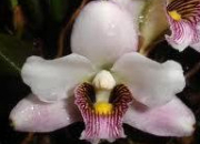 Quiz Les orchides (5)