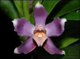 Cette fleur s'appelle ...