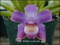 Cette belle fleur s'appelle :