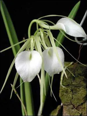 Cette jolie orchide c'est une ...